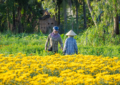 https://www.pexels.com/photo/vietnamese-farmers-in-marigold-field-in-binh-d-nh-30422927/