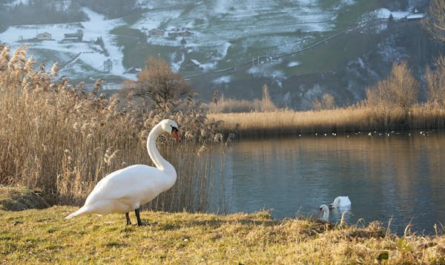 vhttps://www.pexels.com/photo/swan-on-grass-by-lake-20595776/