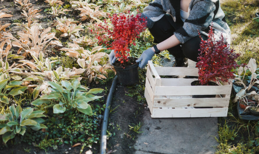 Flora of Alpbach: A Beginner’s Guide to Alpine Plants