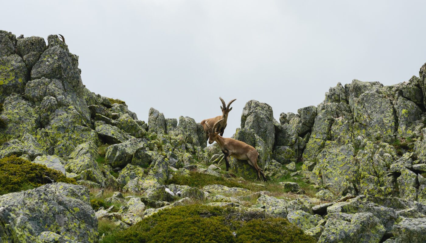 https://www.freepik.com/free-photo/beautiful-shot-white-tailed-deer-rocky-mountains_15036469.htm#fromView=search&page=1&position=16&uuid=9739f7c6-2362-4aba-b145-4046d3dd292d&query=Wildlife+You+May+Encounter+on+Alpbach%E2%80%99s+Trails