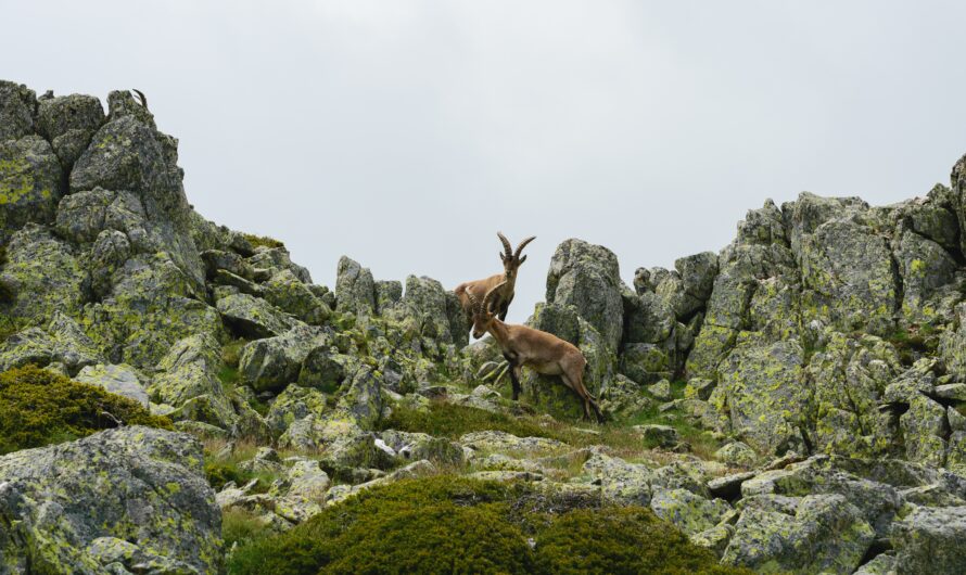 Wildlife You May Encounter on Alpbach’s Trails