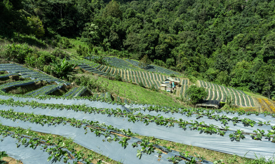 The Role of Agriculture in Modern Alpbach