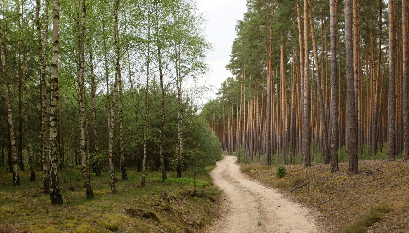 https://www.pexels.com/photo/serene-forest-pathway-in-lush-greenery-33367594/