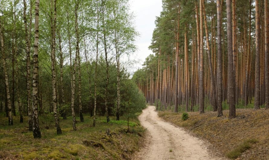 Forest Trails With Exceptional Biodiversity Near the Village