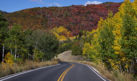 https://www.magnific.com/free-photo/view-nature-vegetation-usa_33757059.htm#fromView=search&page=1&position=3&uuid=665d5ac4-4865-44a7-bbfe-b09f57d0f109&query=A+Scenic+Drive+Through+Wildsch%C3%B6nau+Valley